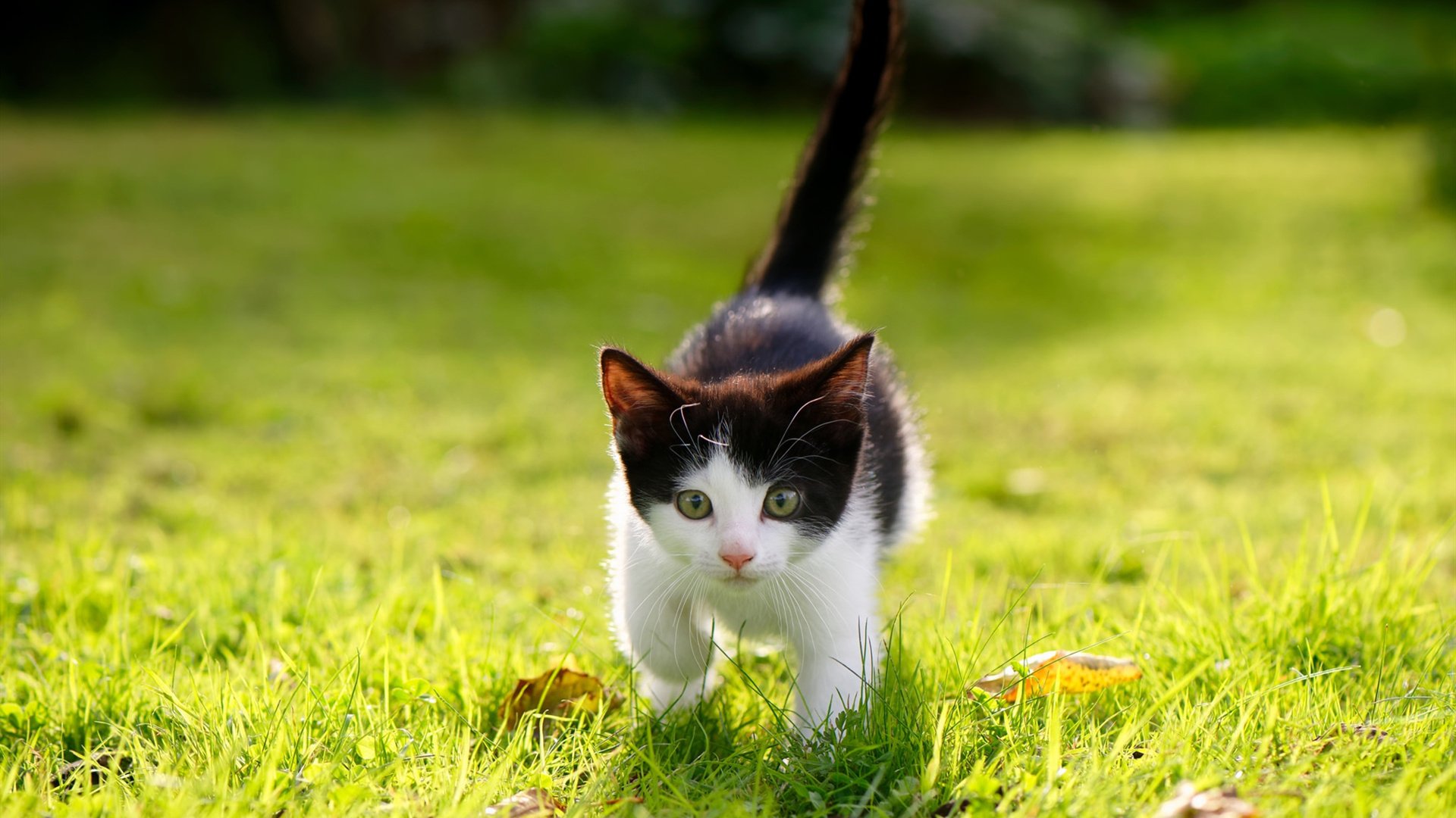 多特蒙德主打青春风暴冲击冠军,多特蒙德冠军阵容