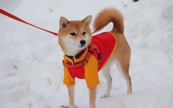 开云kaiyun-球队是否应建立针对节奏调整的应急战术模板，球队规定