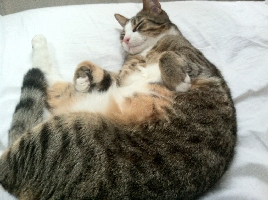 KAIYUN 中国大陆-“帕布罗·马特拉的出色领导力，助阿根廷美洲狮队巩固全球地位”