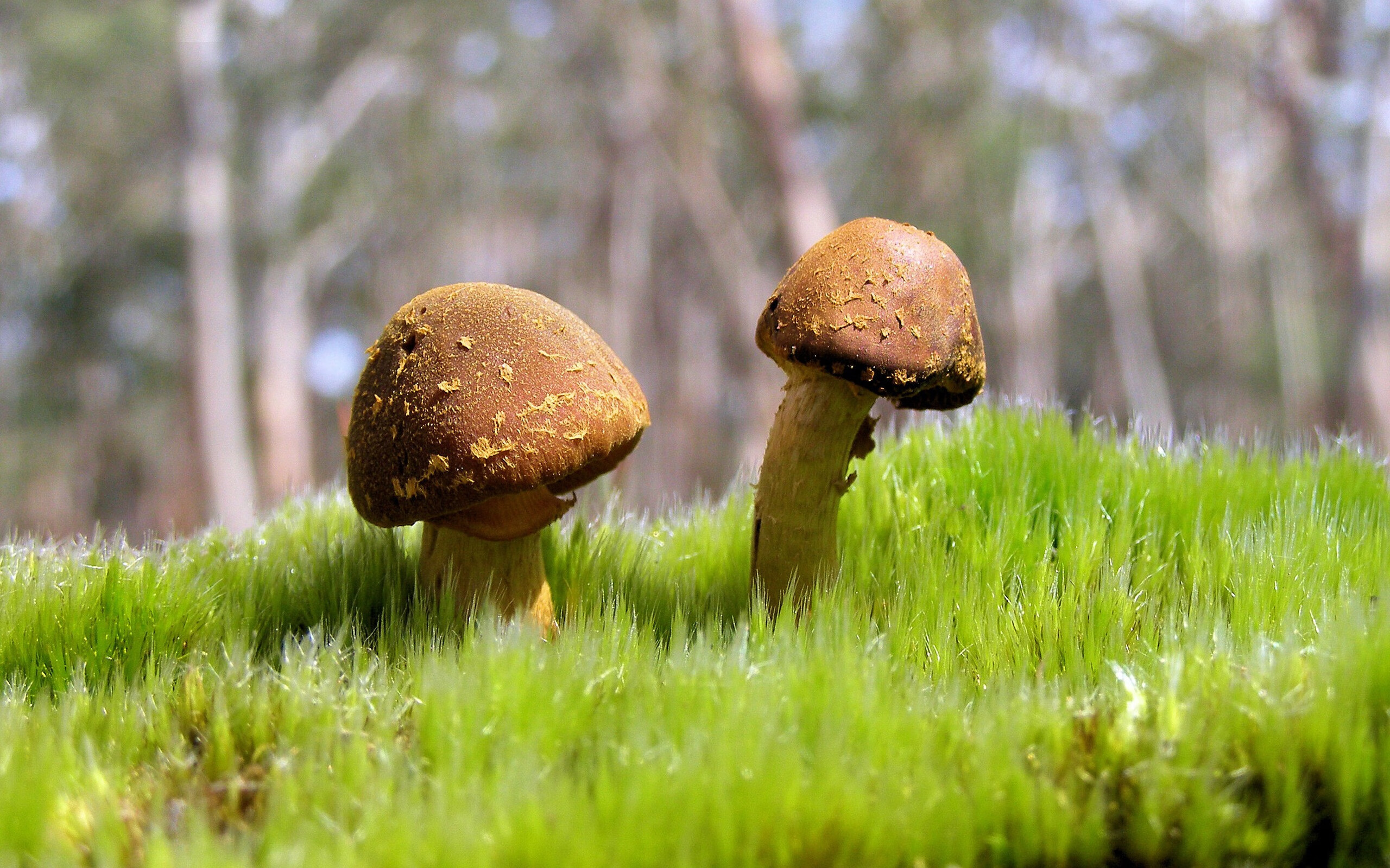 开云官方-法国橄榄球赛事逐渐成为全球橄榄球市场的重要组成部分，法国橄榄球队